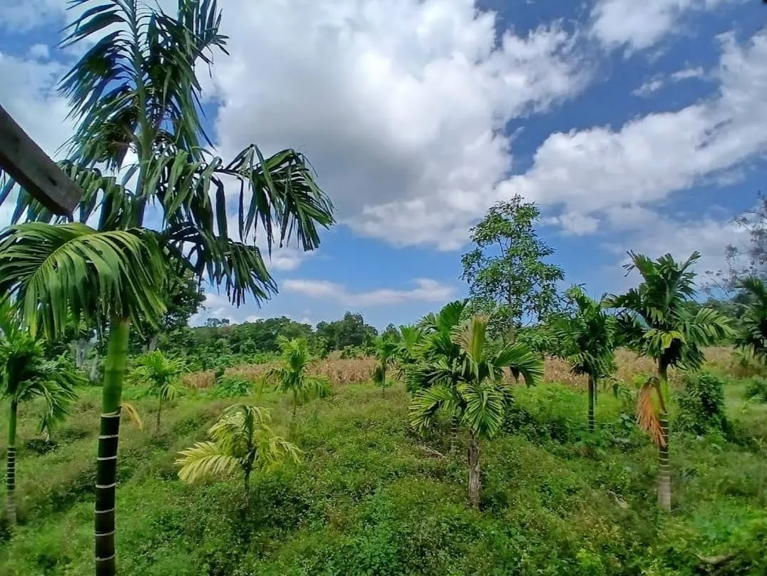 Dijual Cepat Tanah Kebun 15.000 m2 di Desa Ayon Seulimuem Aceh Besar