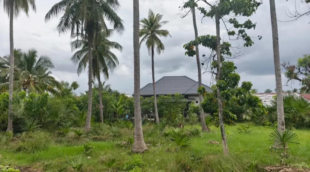 Dijual Tanah 556 m2 di Blang Dalam Pangwa Trienggadeng Pidie Jaya ; Lokasi Tenang & Strategis