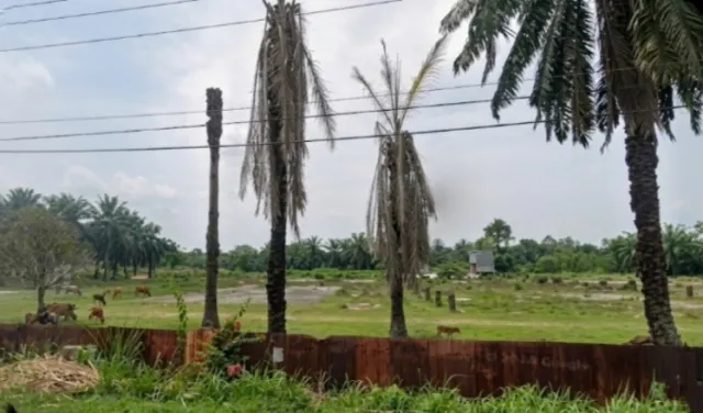 Dijual Lahan 7,25 Hektare Eks. Pabrik Kertas di Gampong Bayeun Aceh Timur
