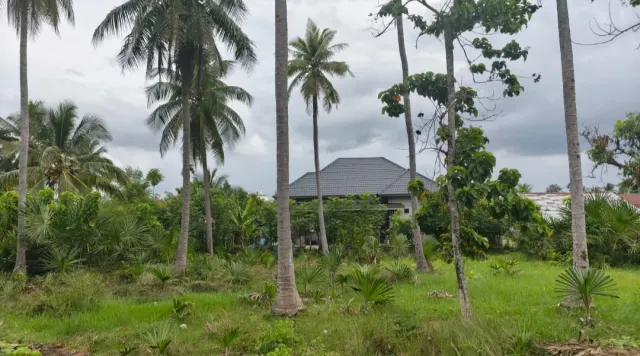 Dijual Tanah 556 m2 di Blang Dalam Pangwa Trienggadeng Pidie Jaya ; Lokasi Tenang & Strategis