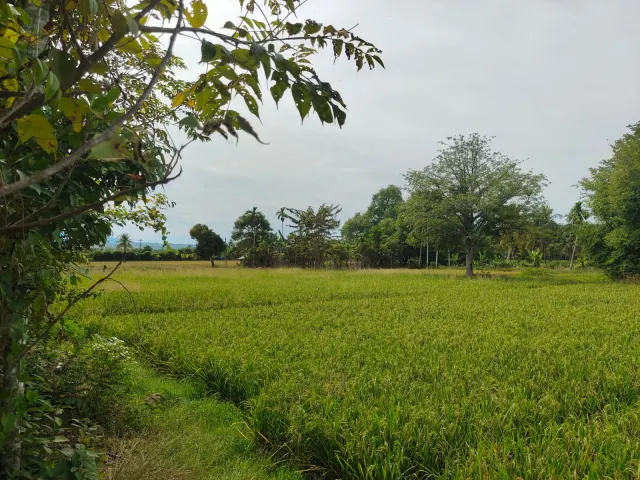 Dijual Tanah Sawah Produktif 2.174 m2 di Kawasan Strategis Blang Bintang Aceh Besar