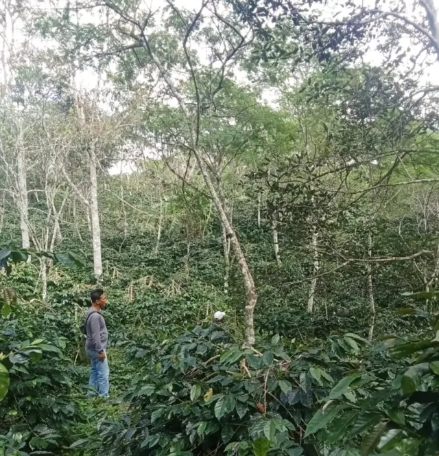 Dijual Kebun Kopi Produktif Seluas 18 Rante (1,5 Hektar) di Pemango Kecamatan Permata, Bener Meriah